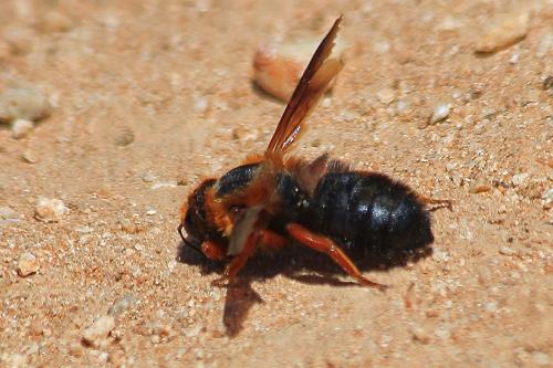 Megachile sp.